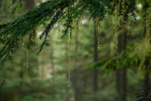 scenic shot of wet moss covered branches in the temperate rainforest of olympic national park in rainy pacific northwest. green moss covers branches and tree trunks in hoh rainforest