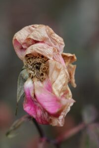 dead flower