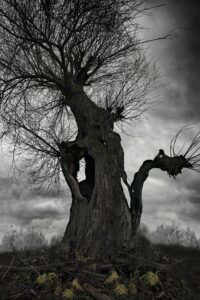 dead tree with clouds in background